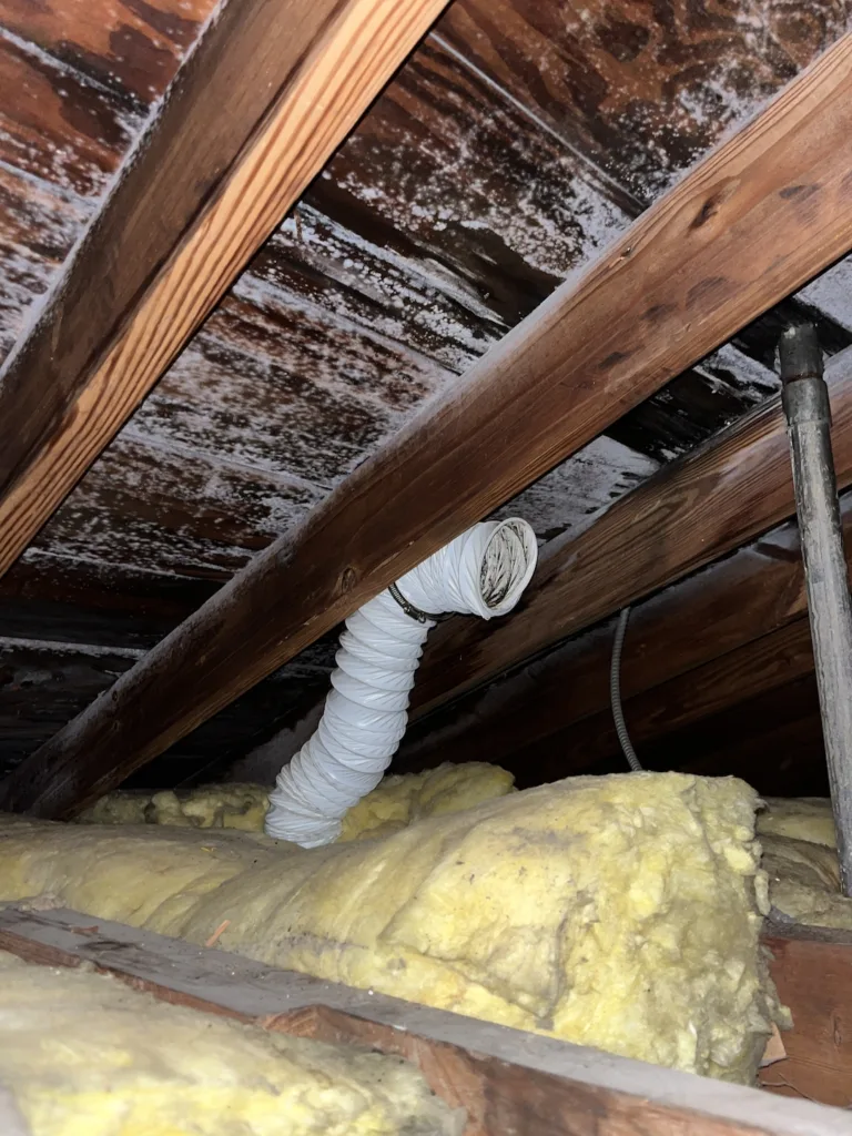 Mold damage from an improperly vented bathroom exhaust fan. Extensive remediation was needed to remove the mold. The vent was reinstalled correctly to the outside.